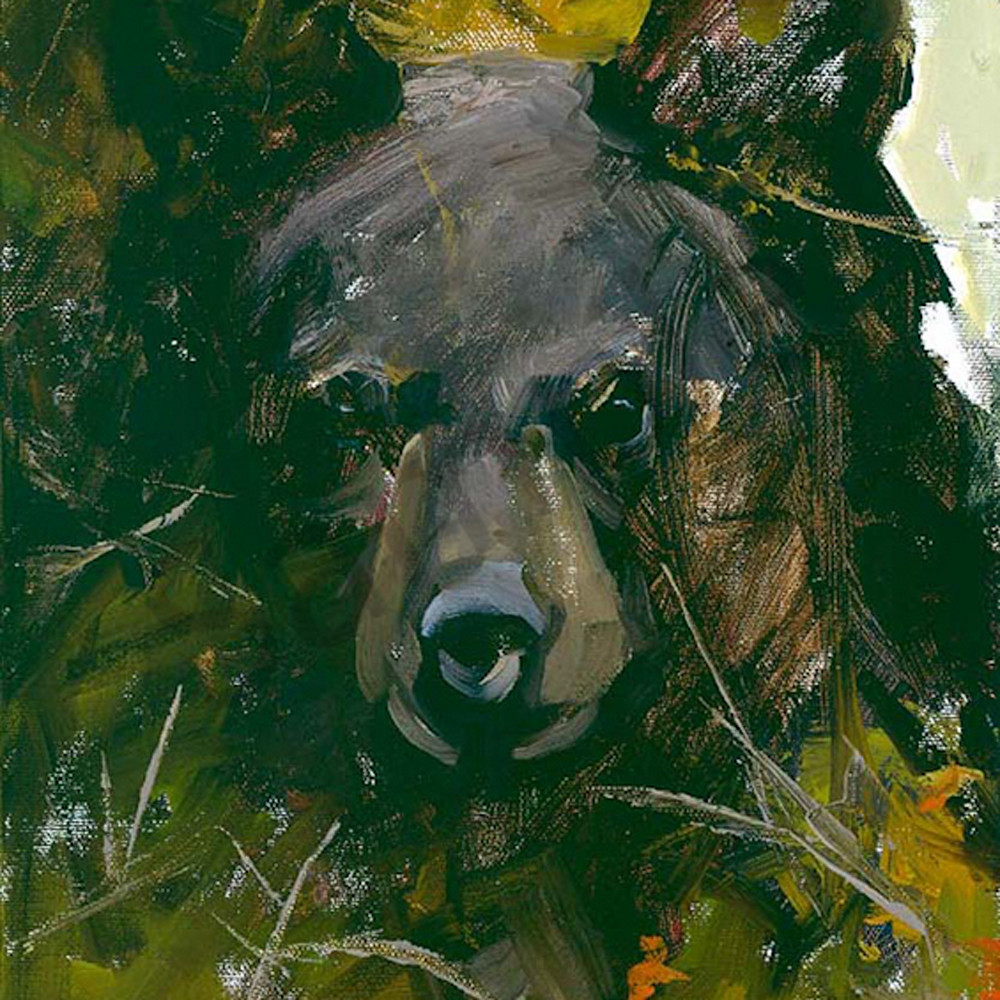 A young black bear rwk64g