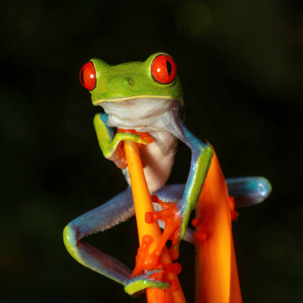 Red eyed tree frog 6 go9bax