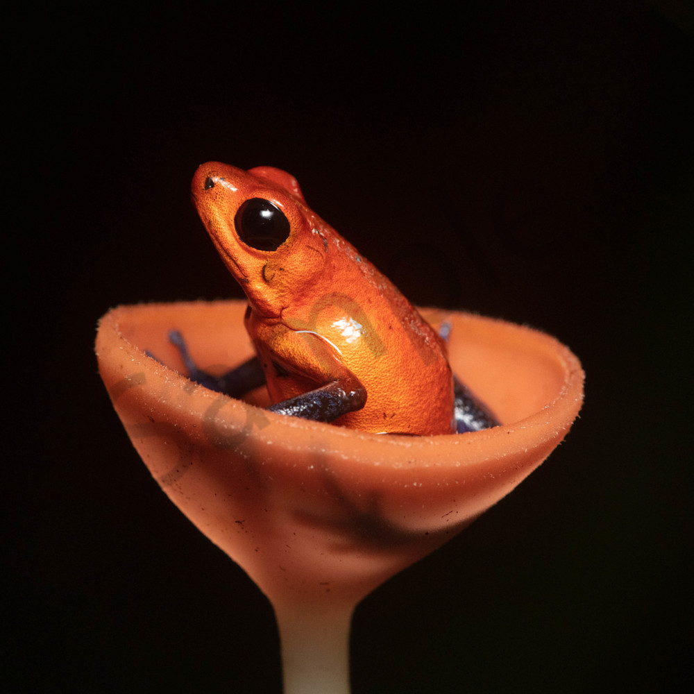 Strawberry or blue jean poison dart frog in mushroom eoaux6