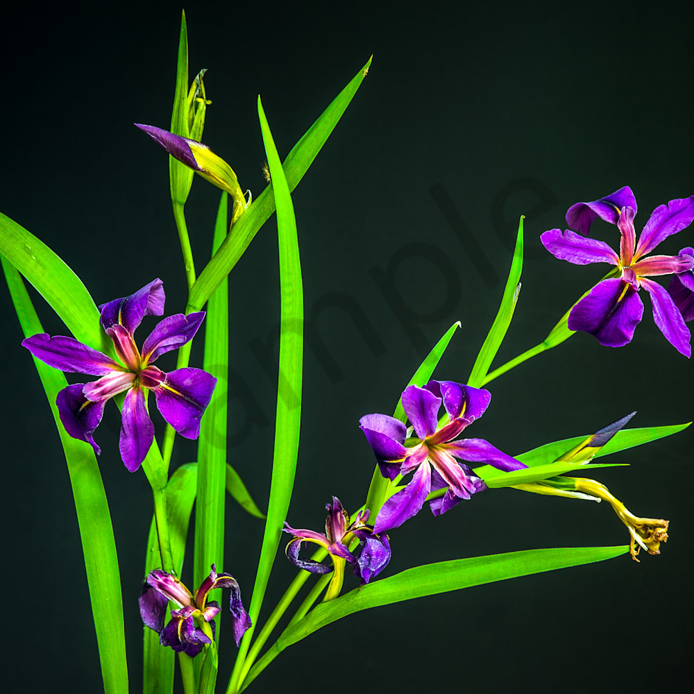 Spring iris oki1fn