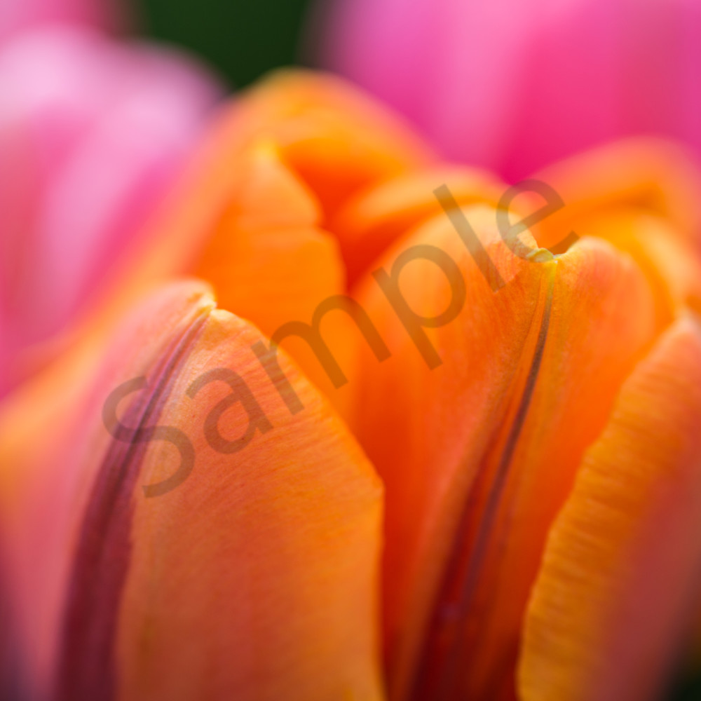 Tulips 1 ii8r8s