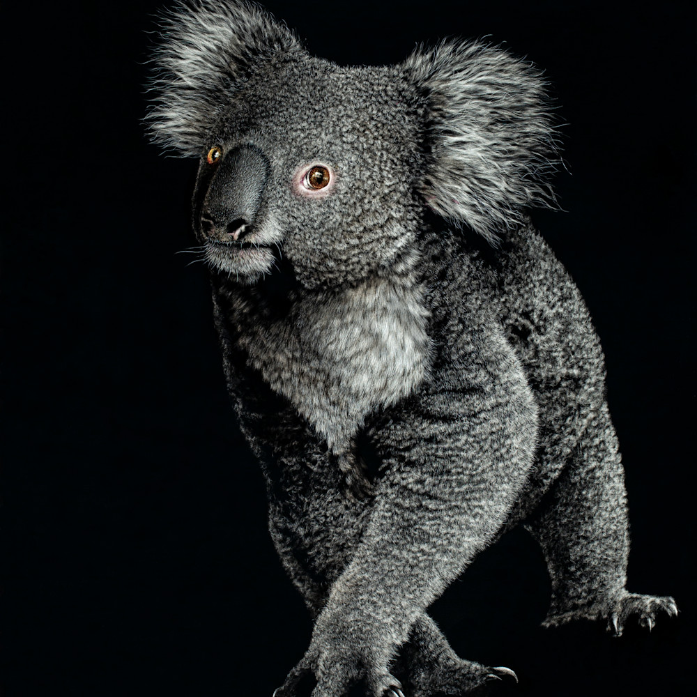 The koala pr9xpz