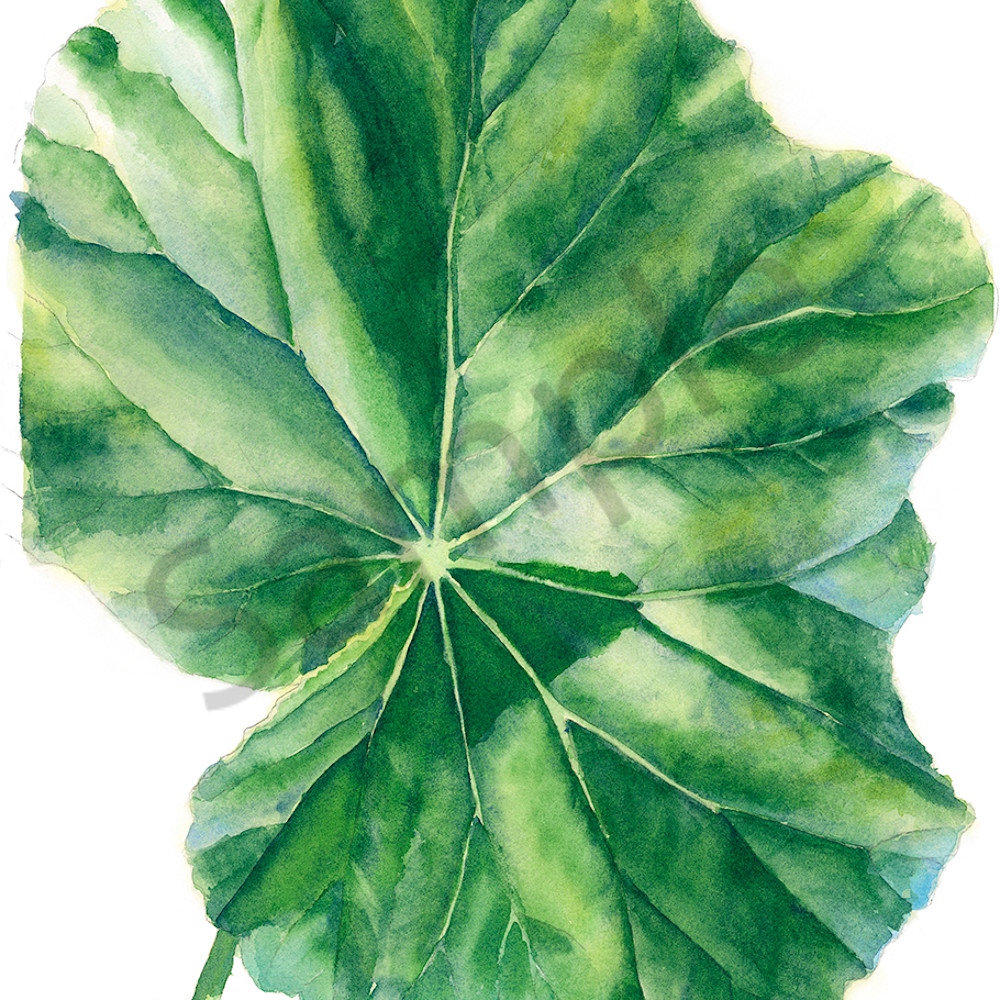 Nr single begonia leaf nxfqqc