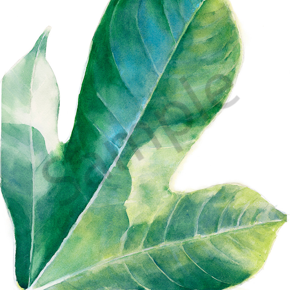 Single jatropha leaf eqsjpr