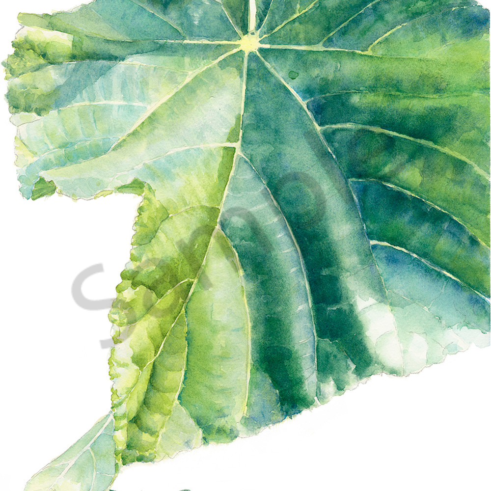 Single dombeya leaf poexal