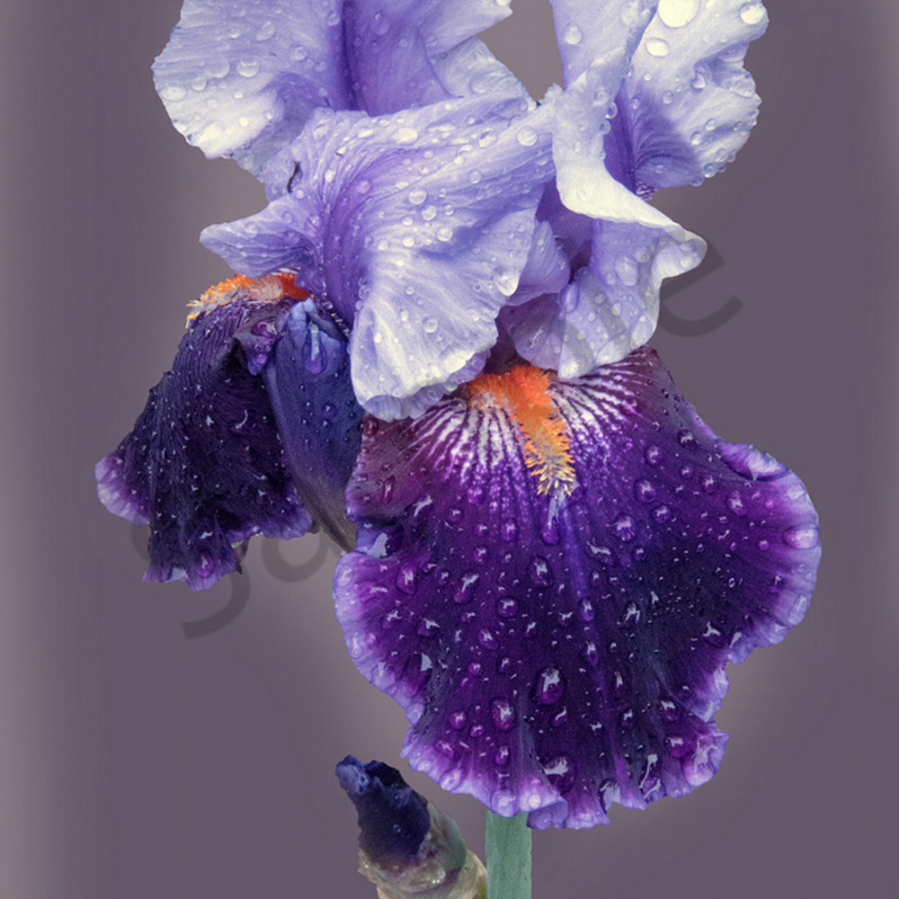 Violet iris after the rain djwxx2
