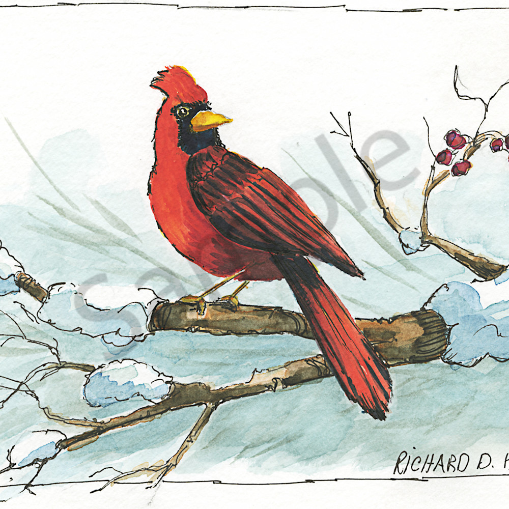 Cardinal 4 xvnfad