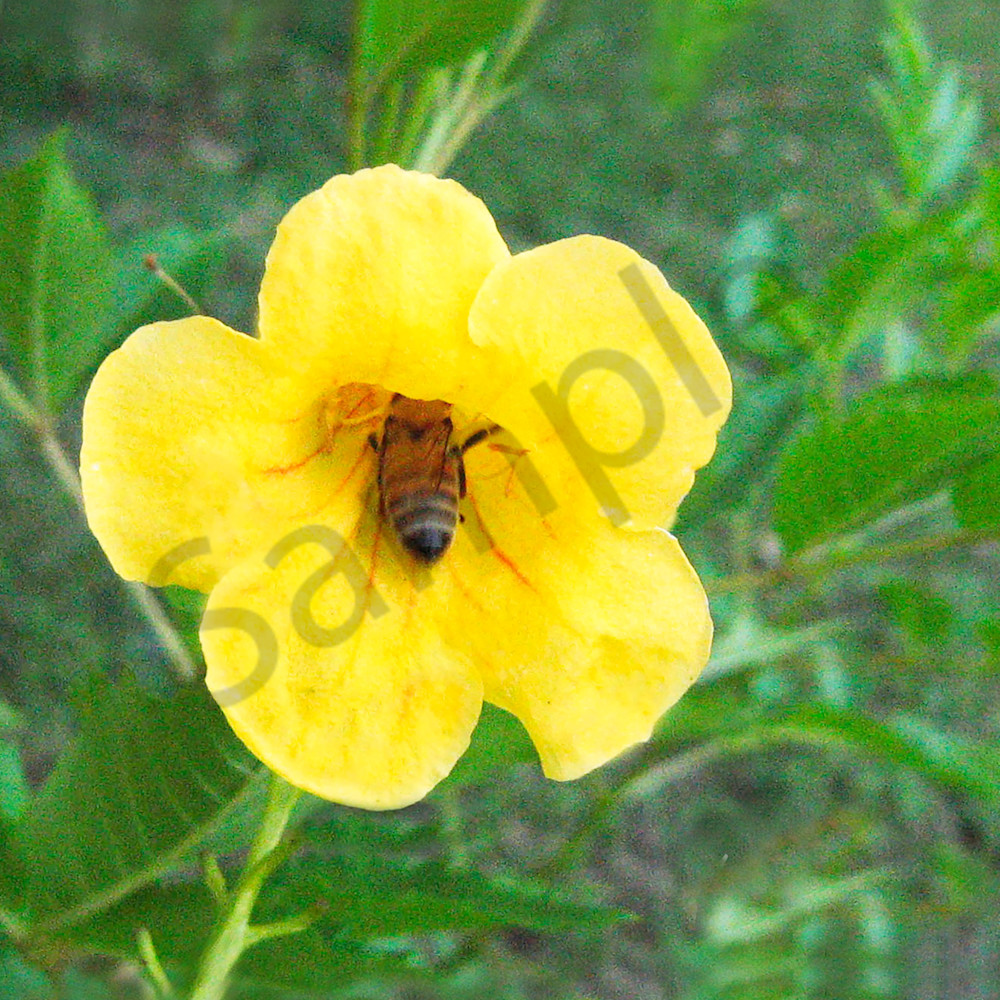 Bee in flower ttqyjl