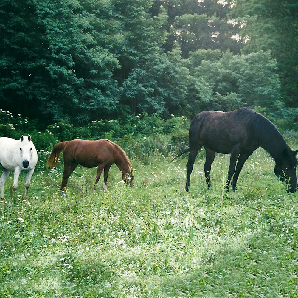 Horses on mtn lbopri