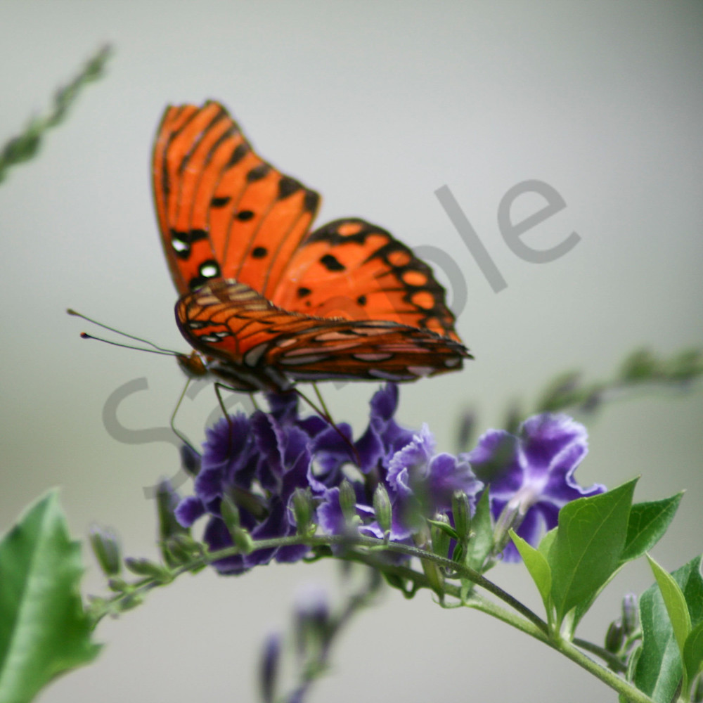 Monarch butterfly xxyiix