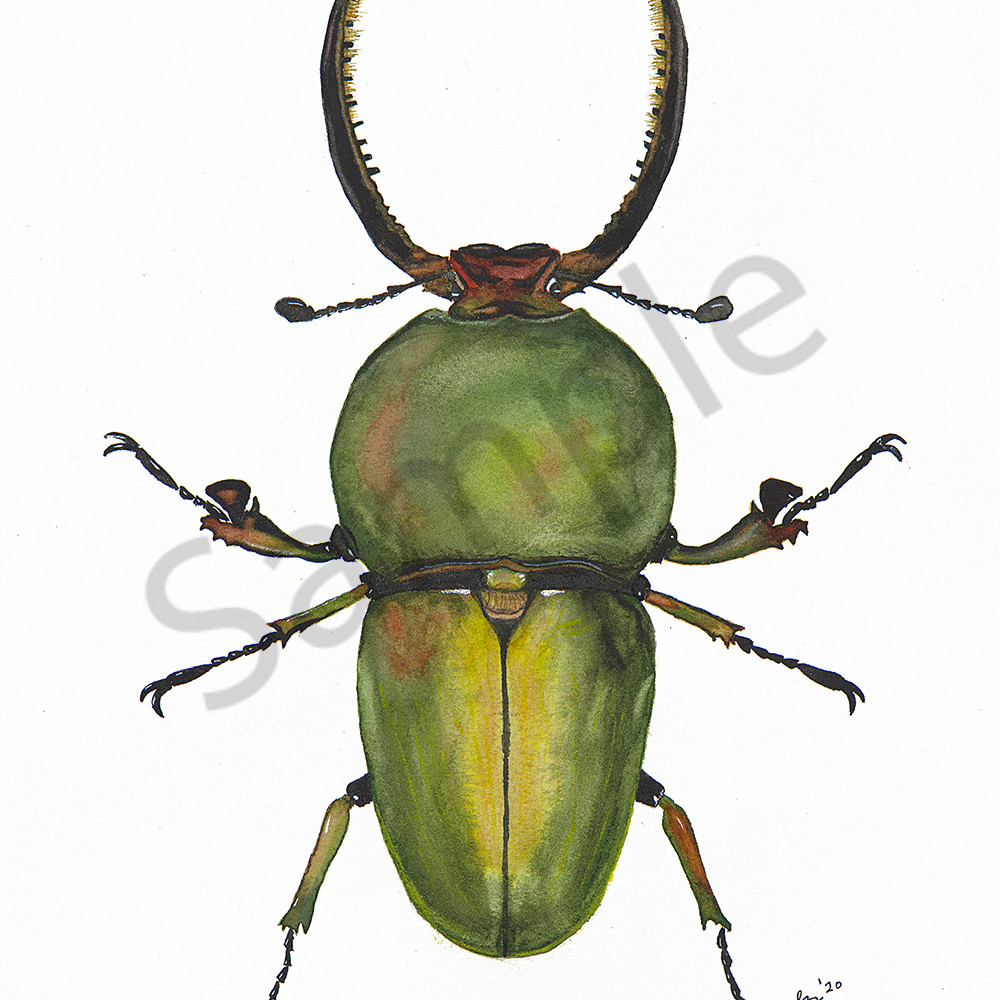 Beetle 2 nwl7ri