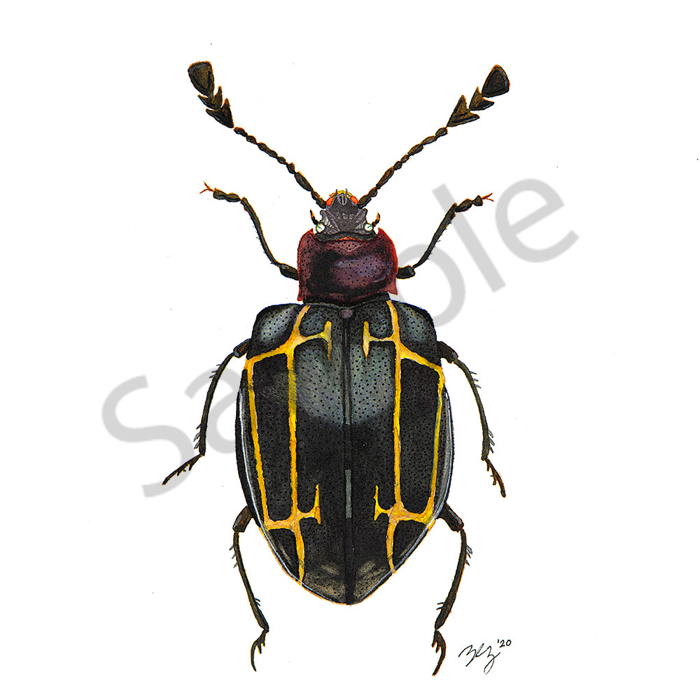 Beetle 4 tzxesc
