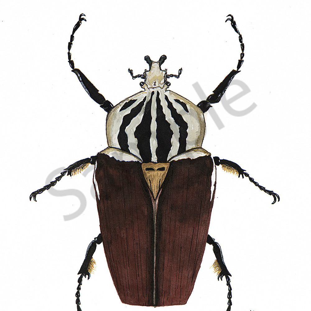 Beetle 6 wrnugy