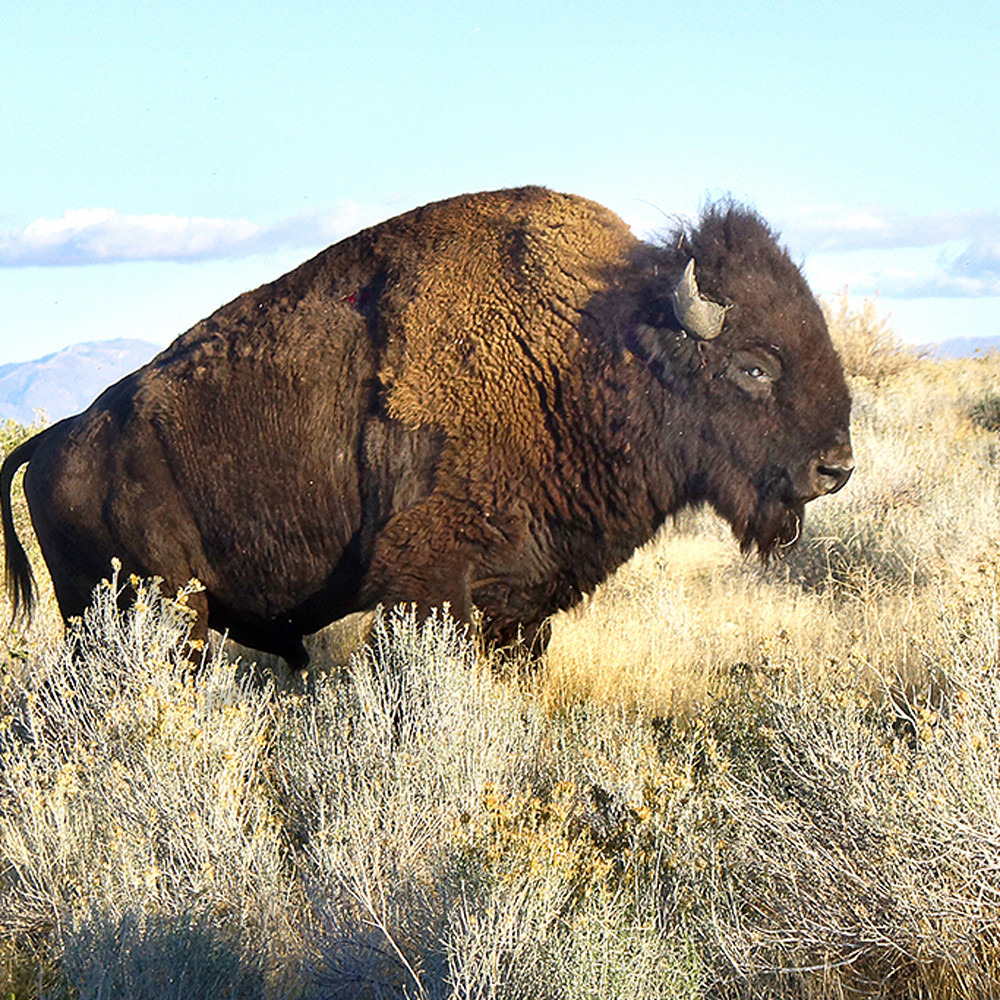American bison cijyzu