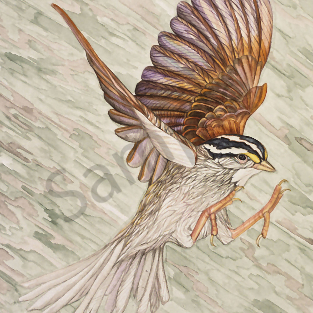 White crowned sparrow 8x10 qxpa00