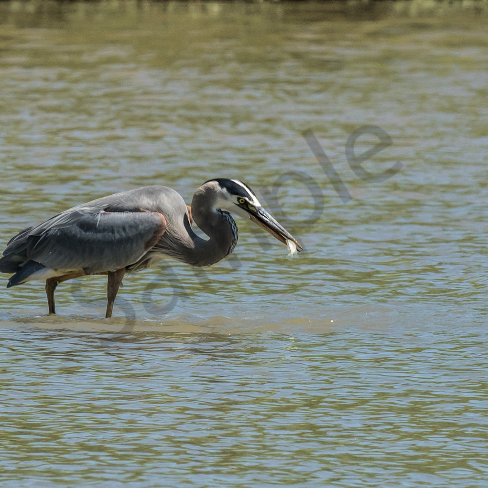 Great blue heron lunchtime ig11jw