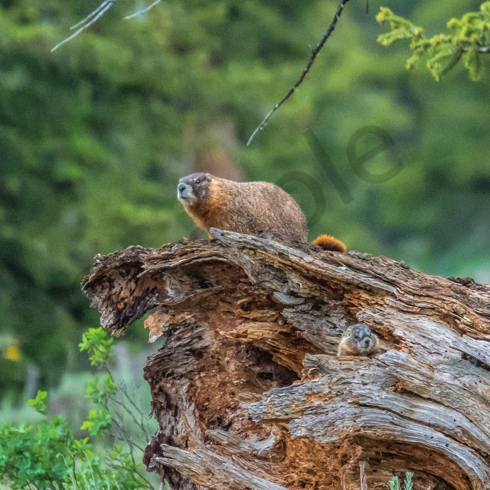 Mother marmot and her pup vuzjqs