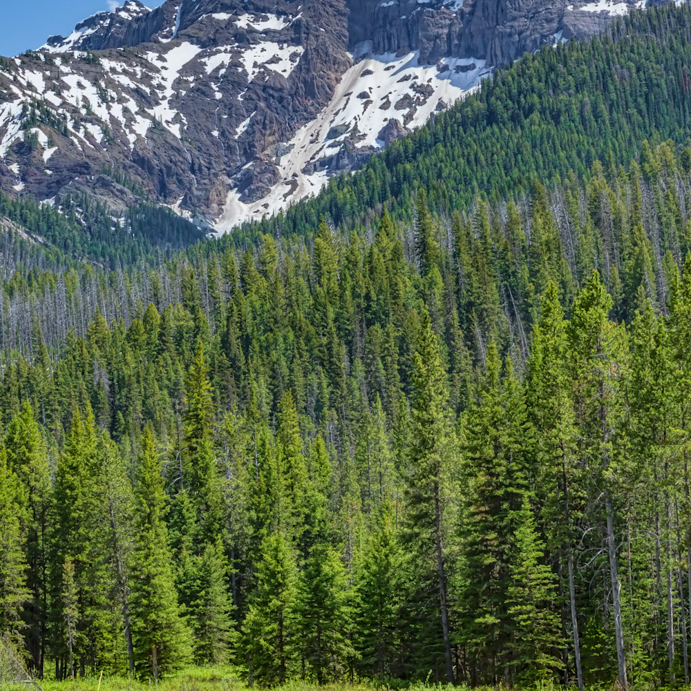 Montana mountains and bison mvnibc