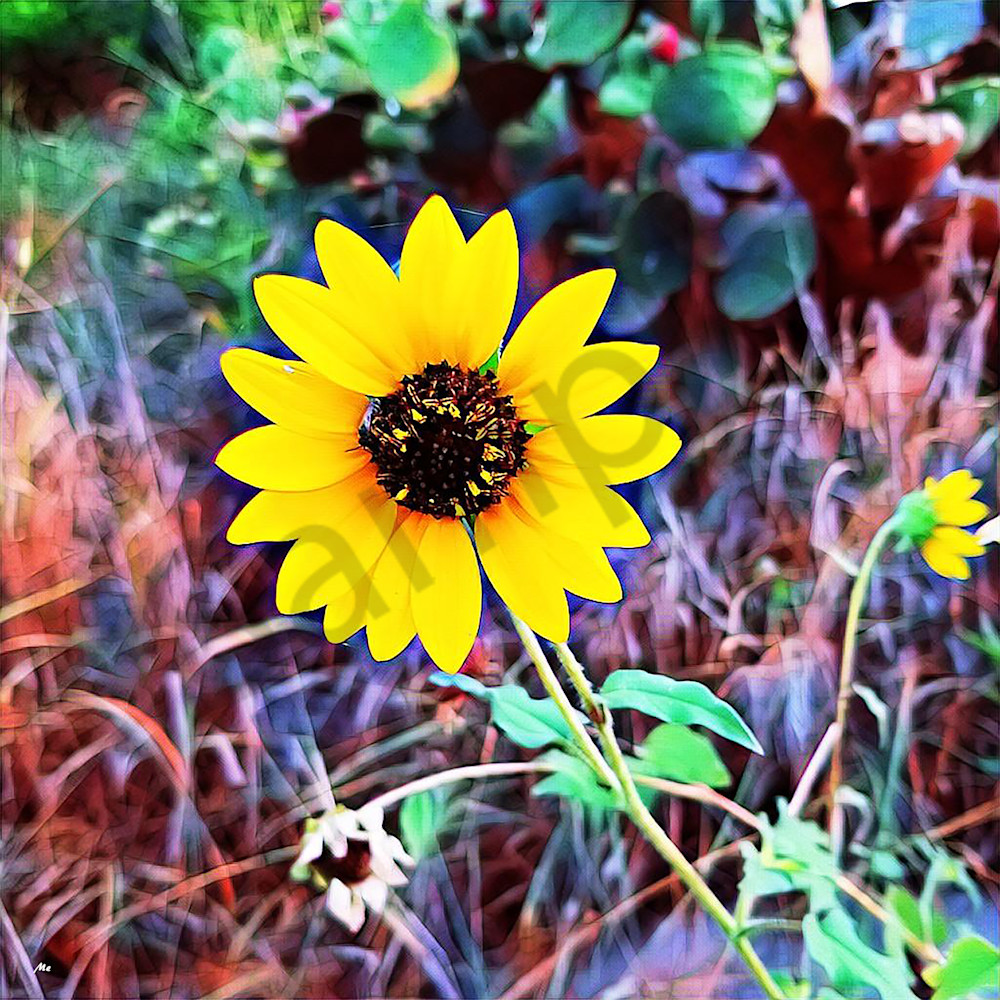 Sunflower fgqsag