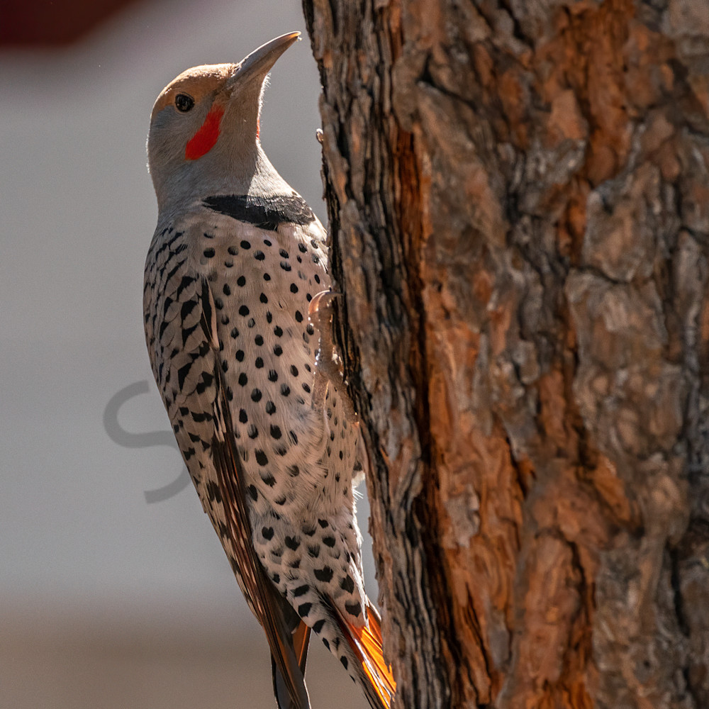Norther flicker 1 yhofgh