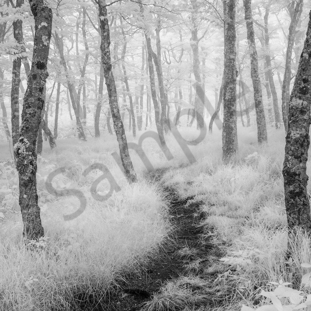 Rambling through forest fog ii 22 x 14 twqydq