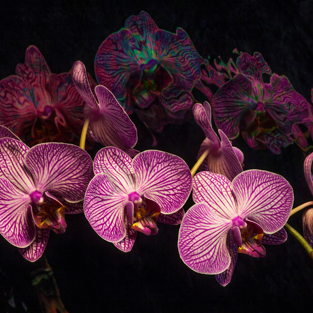 Orchid dream 22x16 vadmym