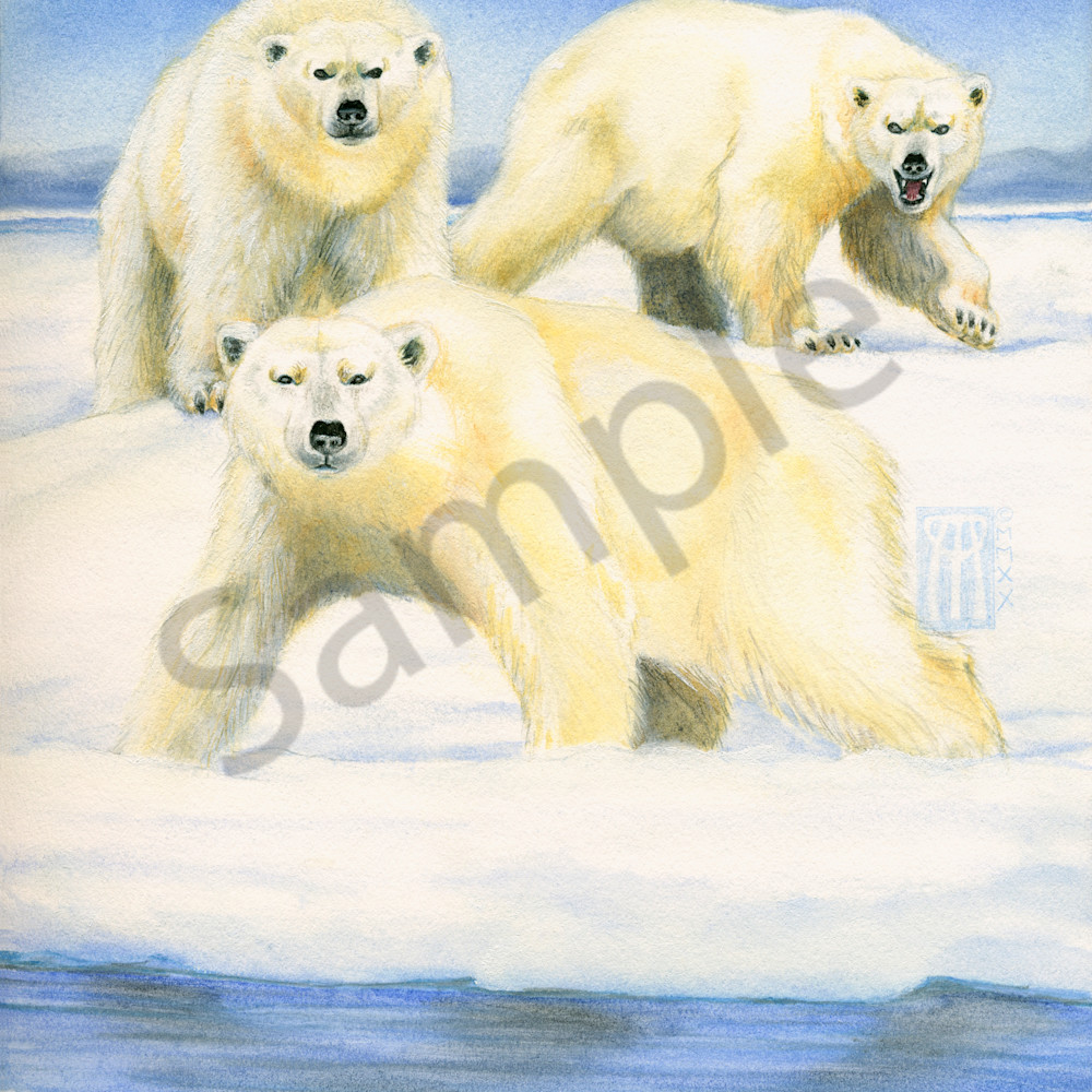 Polar bears 4 2020 gbwyqx