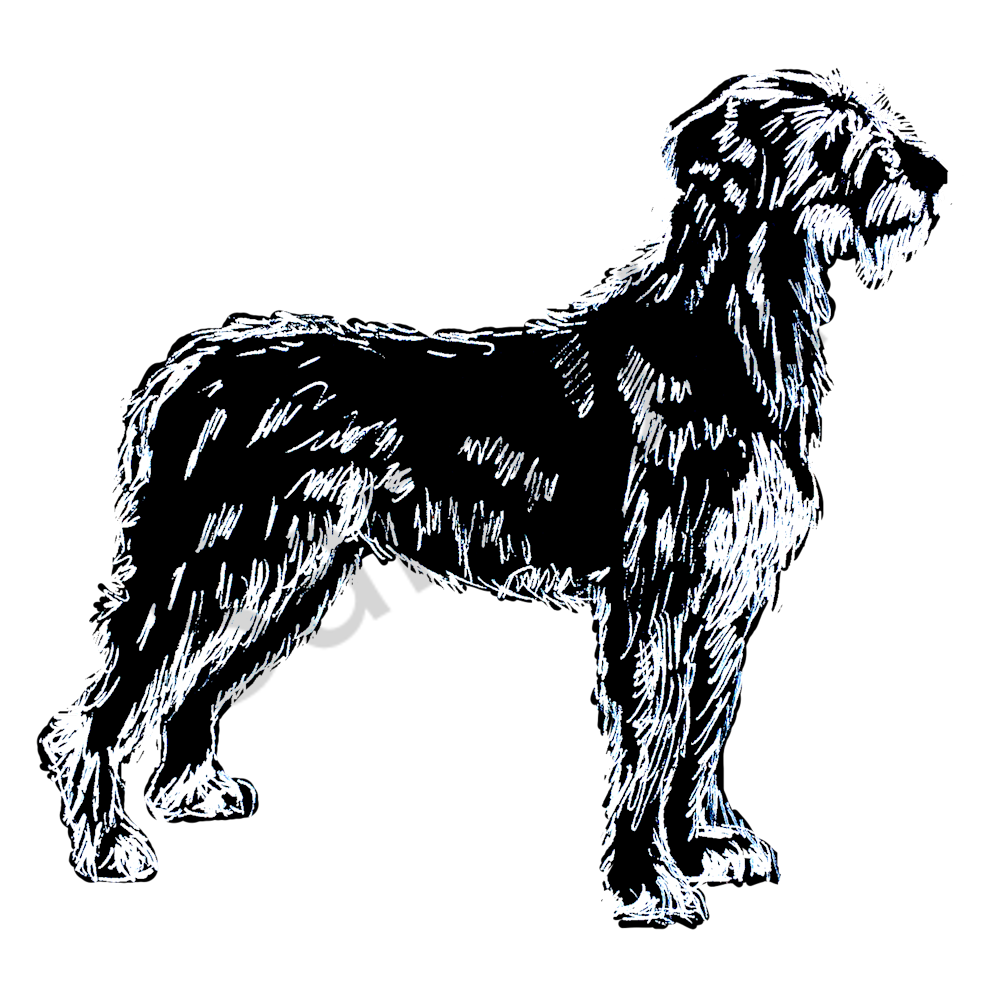 Irish wolfhound white on black 5x7 k4tkdv