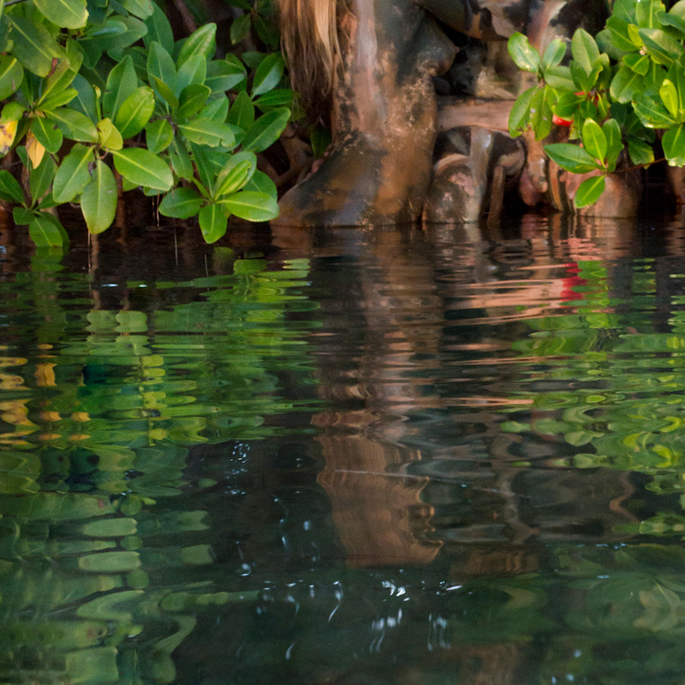 2016 mangrove.mermaid florida usxndb
