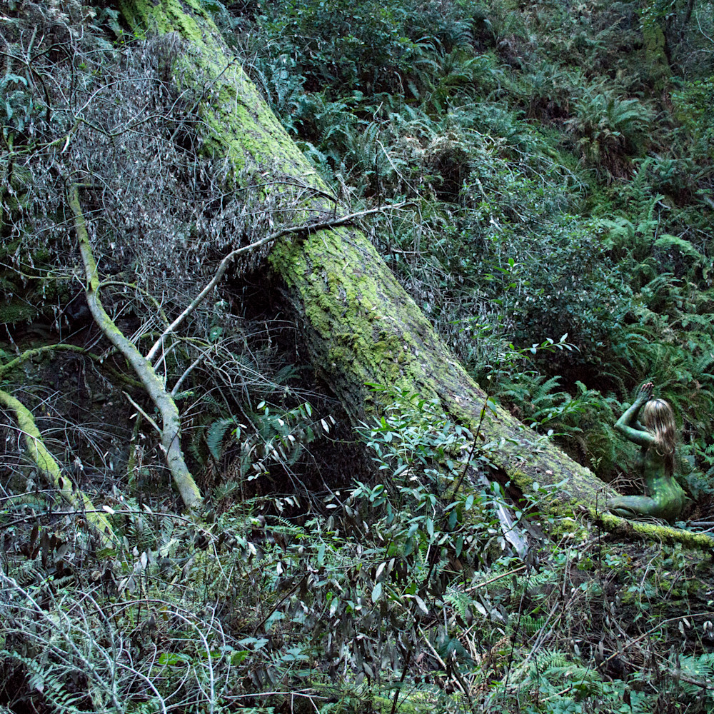 2015 redwoodforest california mymndd