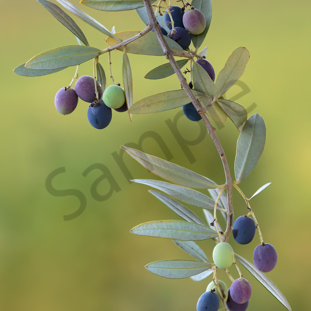 Olive branch 16x24 pa0tjq