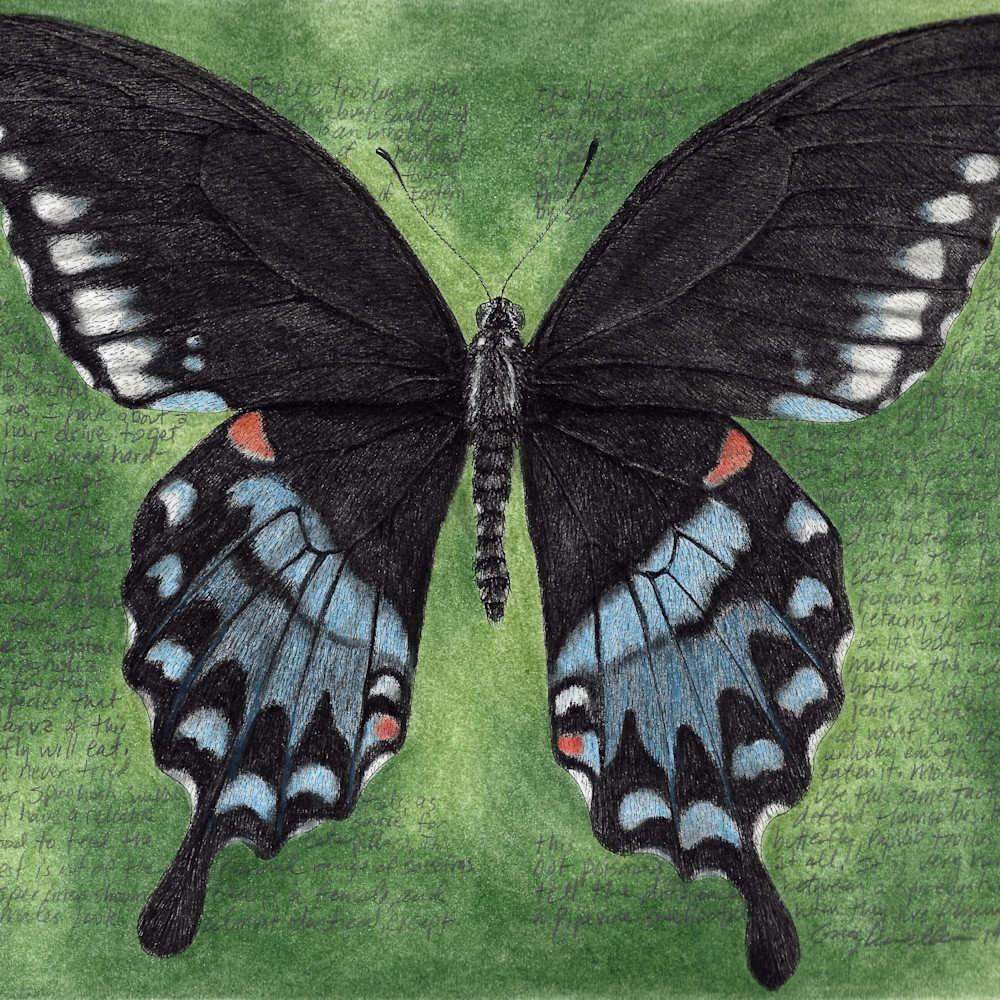 Papiliotroilus rpxjbe