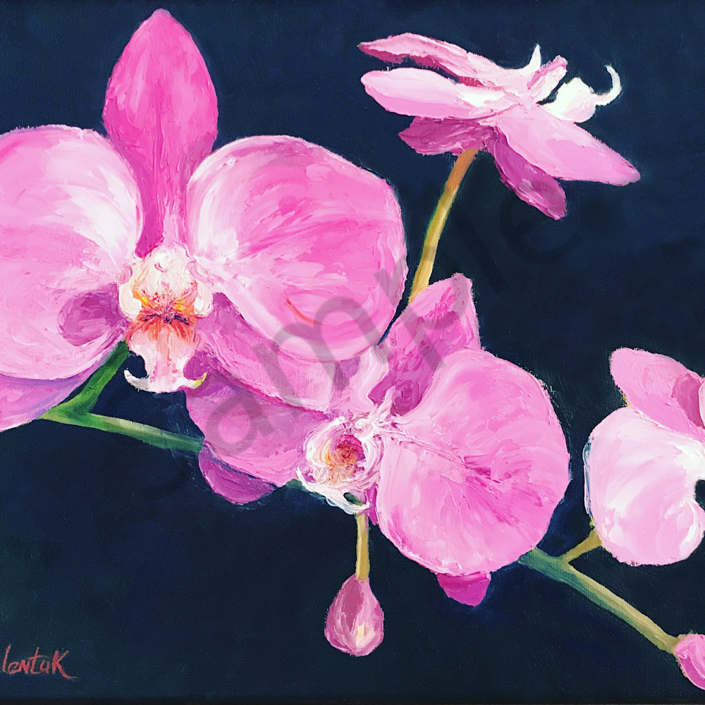 Pink orchids umrby9