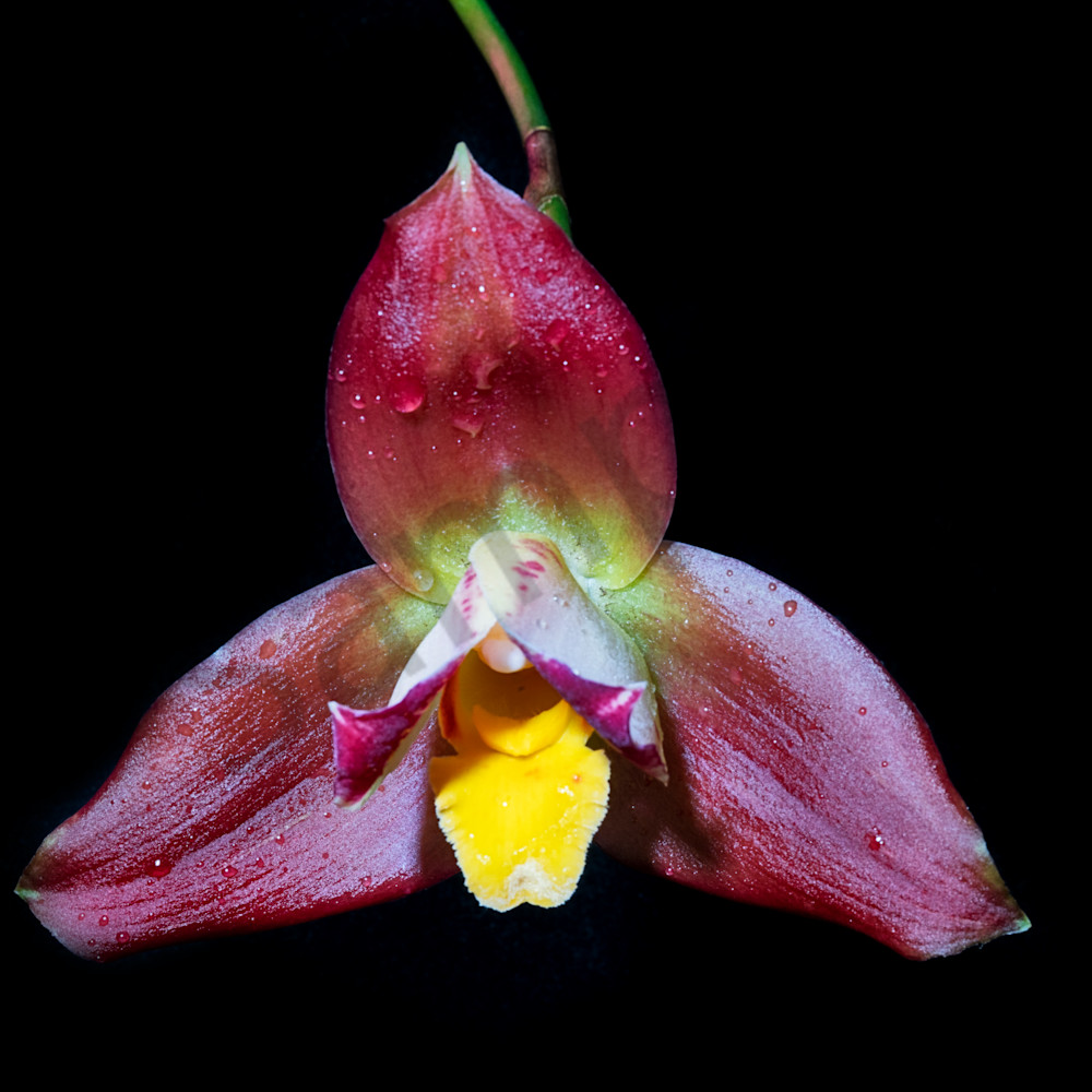  dsc9284 orchid1 cagkfj