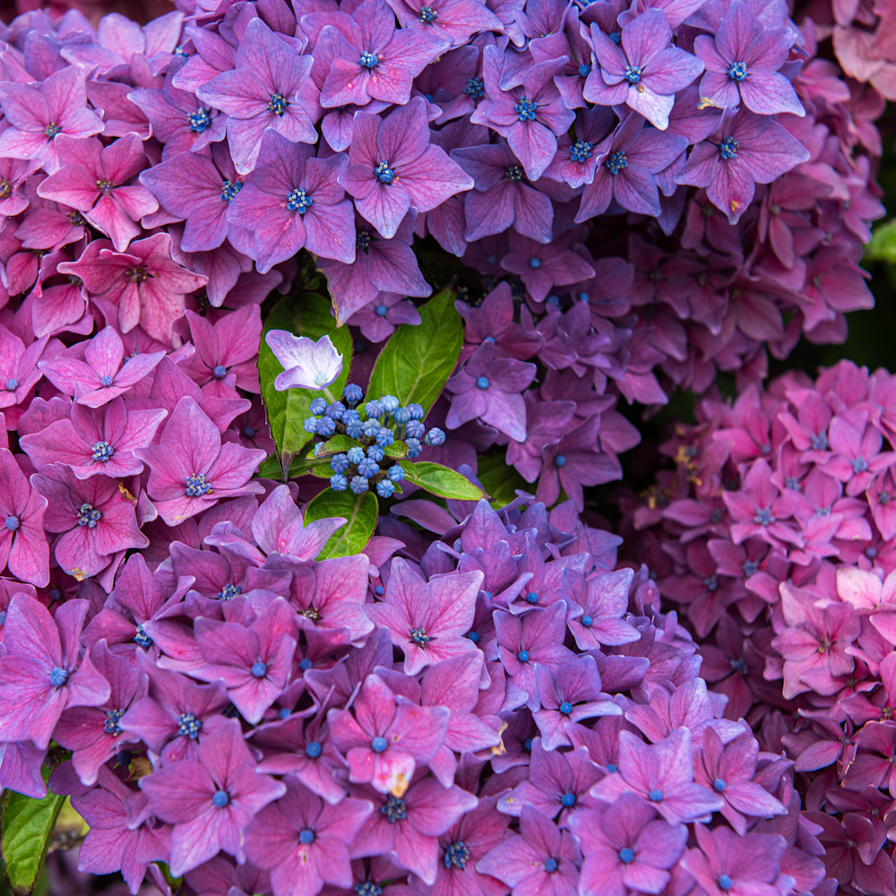 Purplehydrangeas ad7vfg