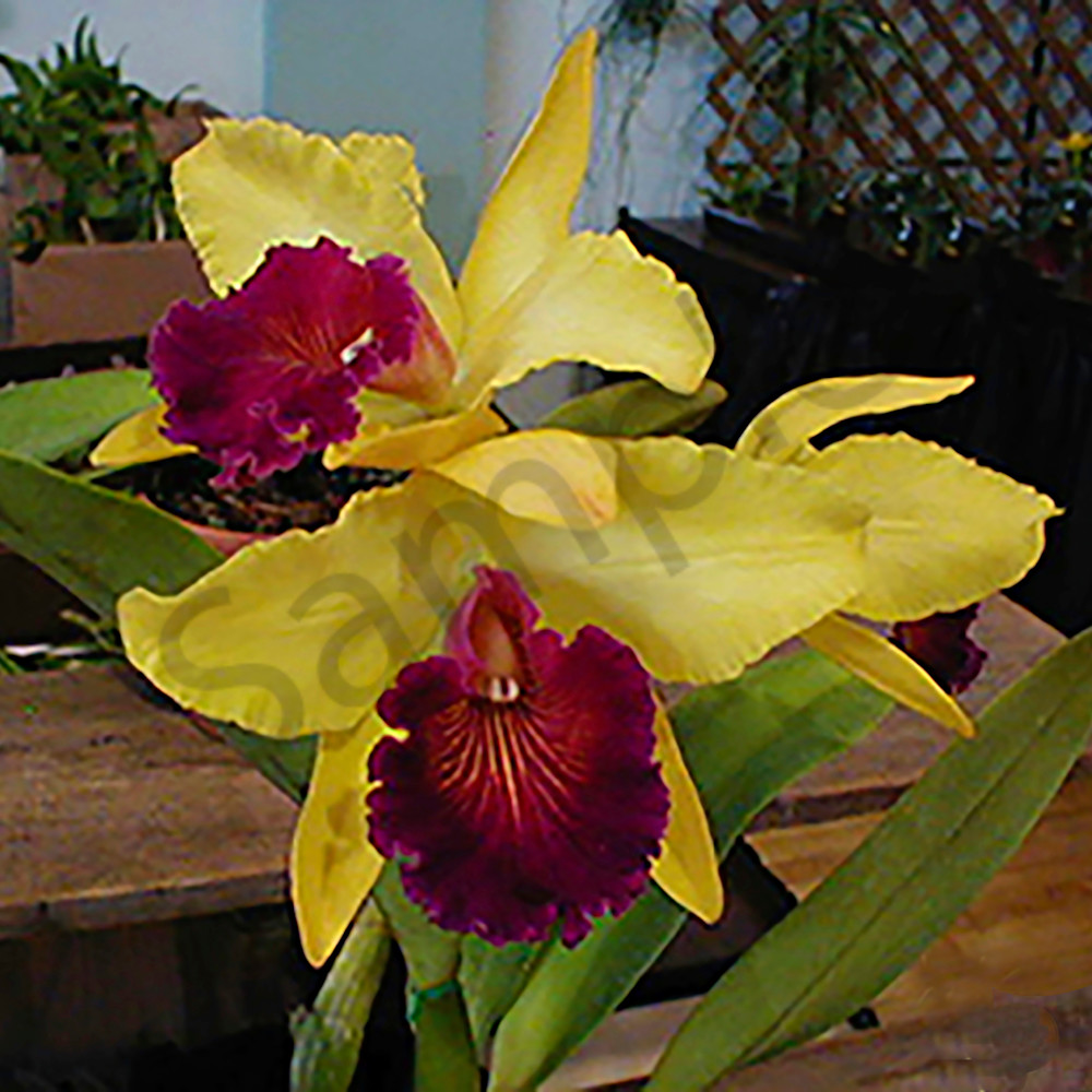 Orchid delight wl4e5x