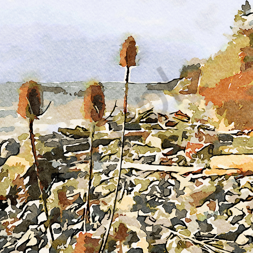 Whistling thistles 01 whidbey island i7dghd