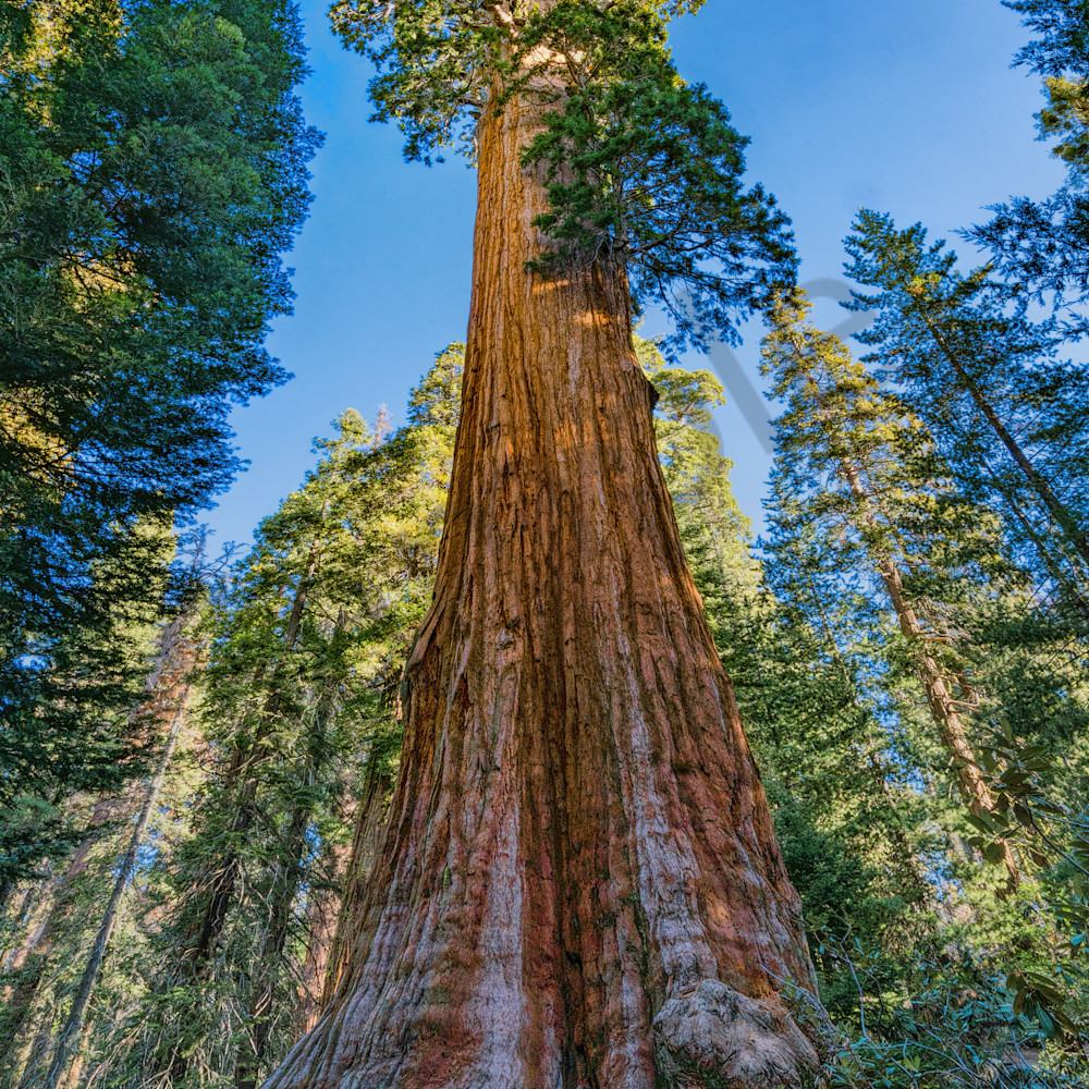 General grant giant sequoia no 1 kings canyon national park california 24x36z mgolly