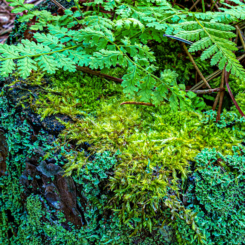 Lichen moss and fern door county wisconsin qmeg5p