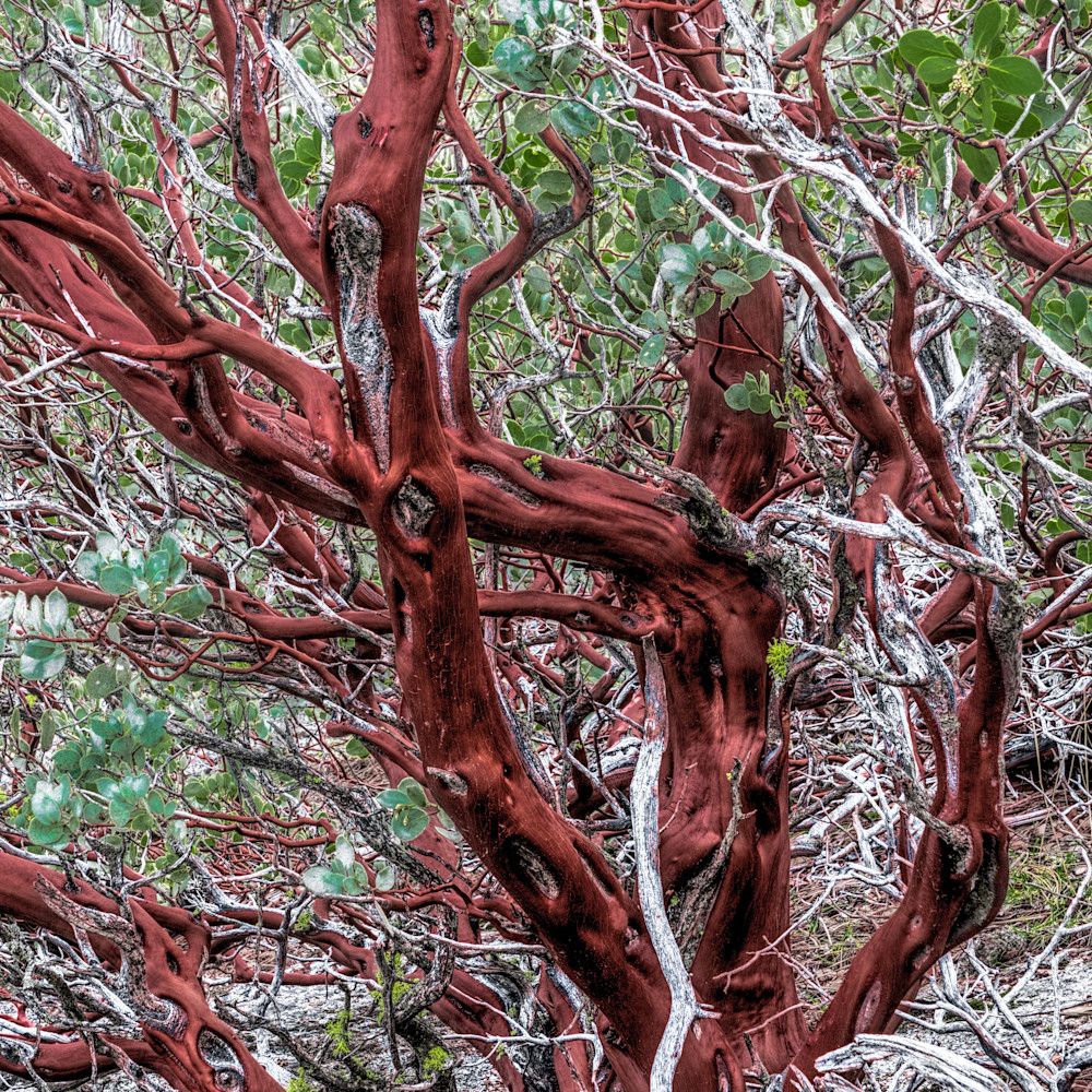 Manzanita tree yosemite national park california 24x36 hg3a8h