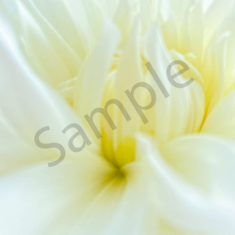 Dahlia white blurred 18x24 300dpi 8bit img 5388 aucmxt