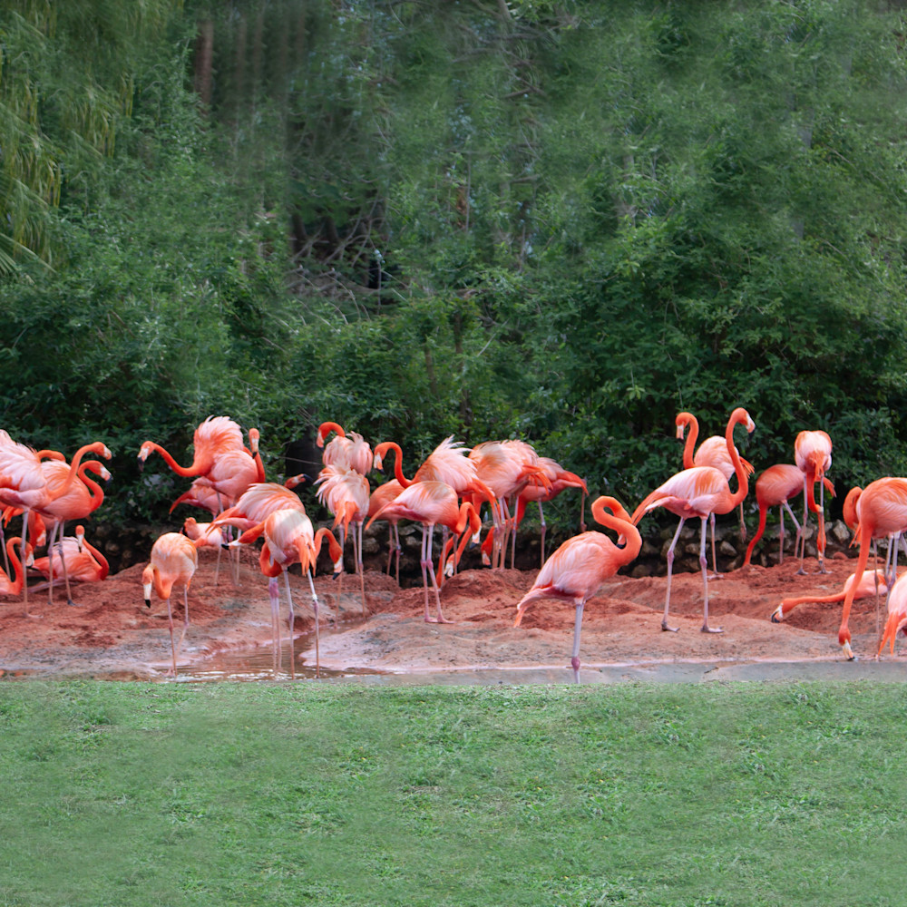 Flamingos16x20 izcmxk