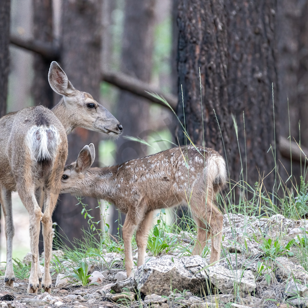 Doe and fawn sqswv1