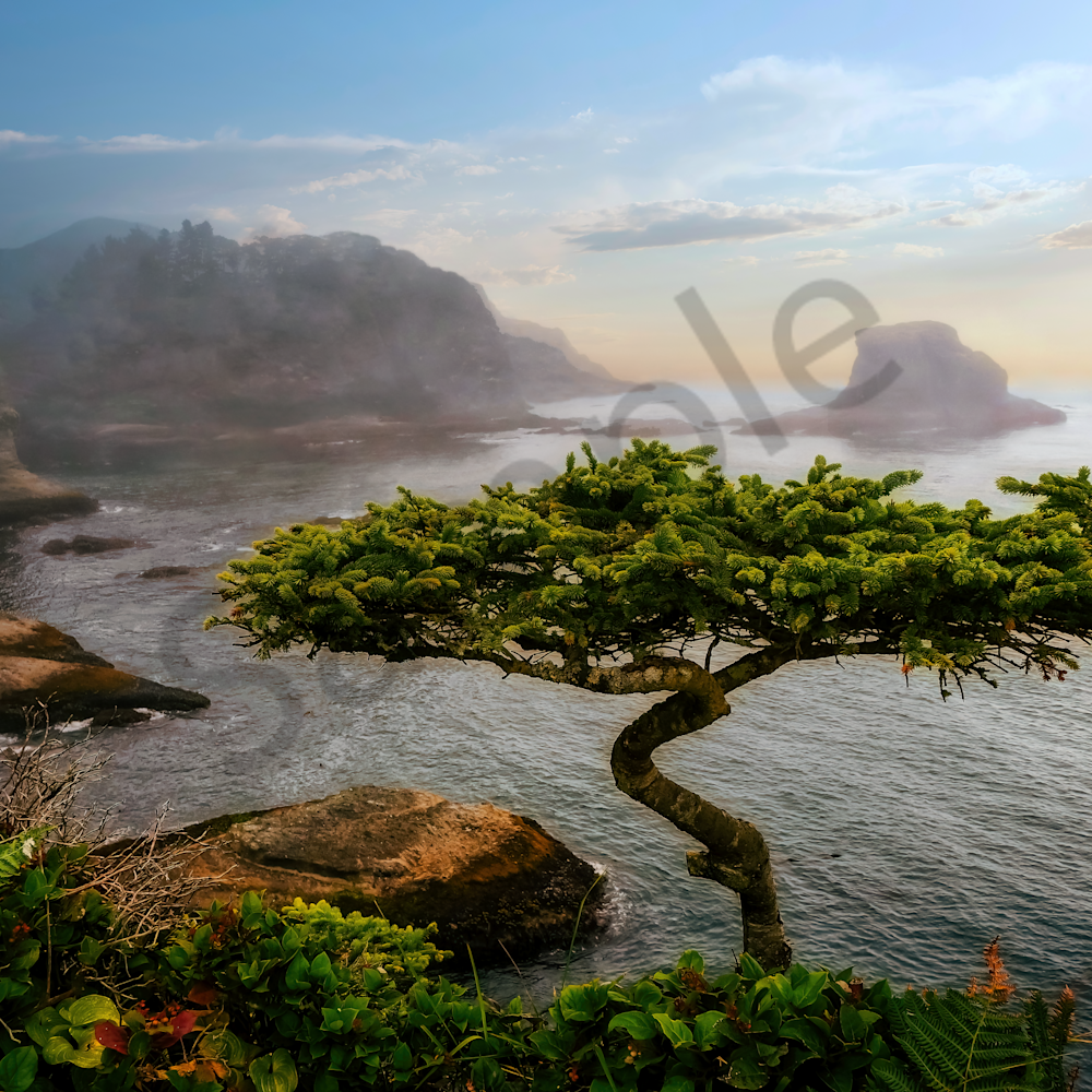 Cape flattery and bonsai tree washington state on the olympic peninsula ndeulv