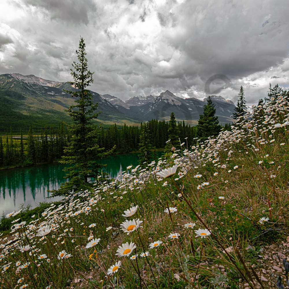 Bow river valley daisies dlqblq