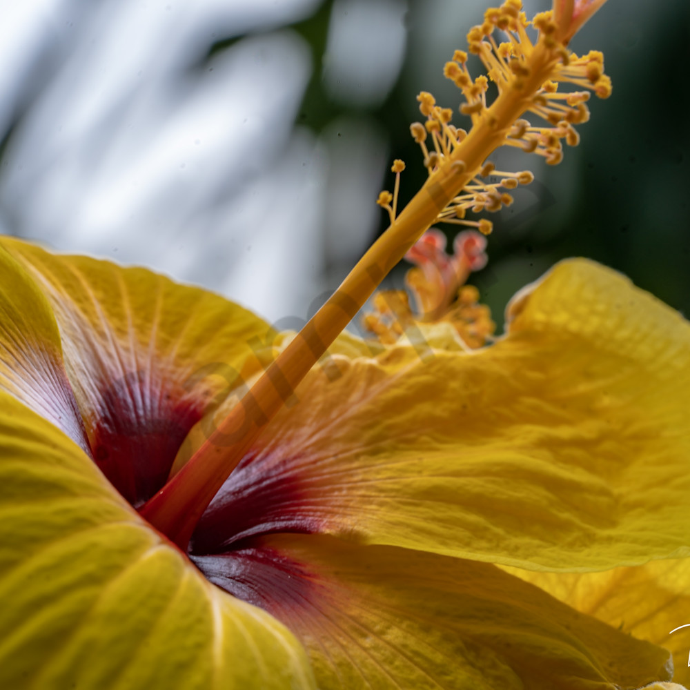 Profile of a hibiscus nppuxh