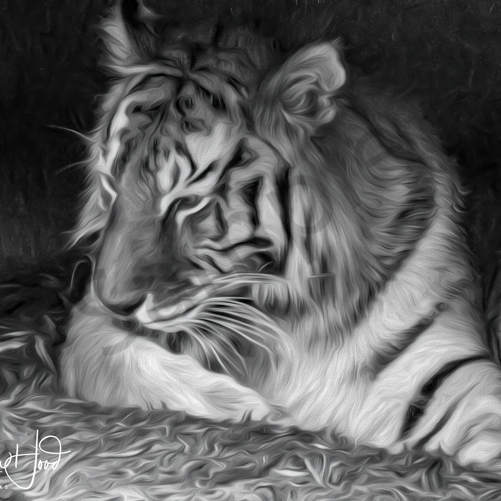 Tiger in black and white sketch ipye7e