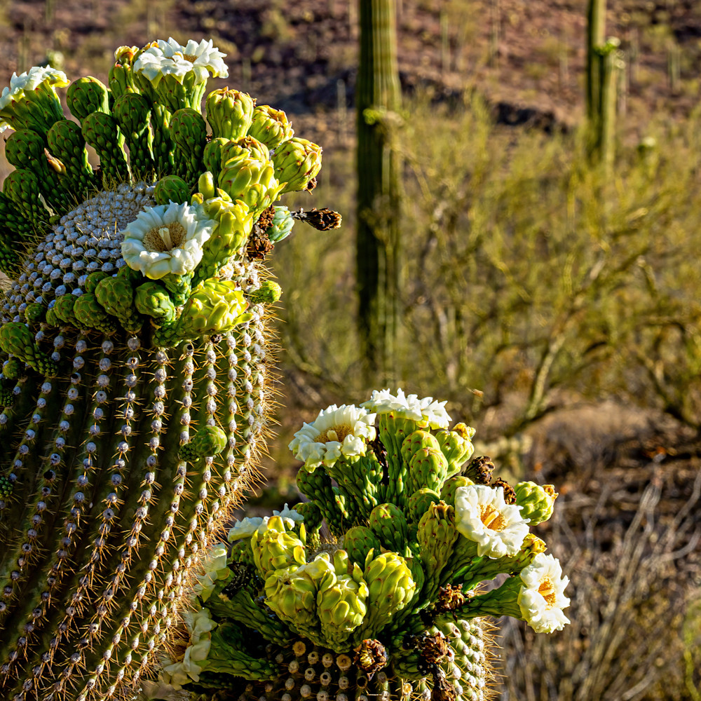 Saguaro blossoms 24x36 zryzre