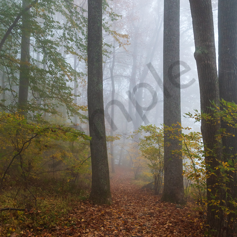 Forest in fog 2 iltem2