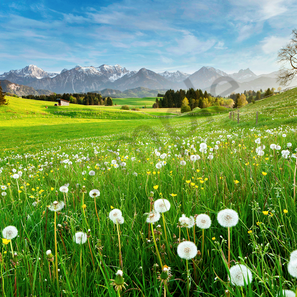 Spring meadow in the bavarian allgau germany avyn9s